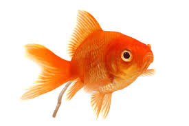 【金魚】「金魚に浮上性のあるエサをあげると転覆しやすい」は嘘だった！？