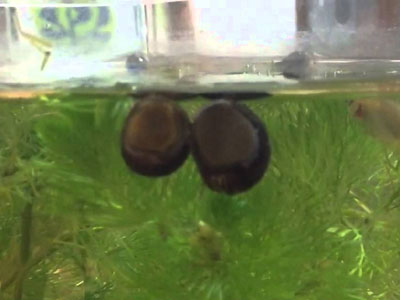 【アクアリウム】石巻貝が水面付近のガラスに貼り付いてる時って水質が悪化！？