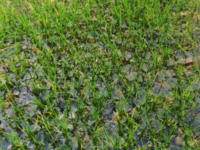 【水草】・・・ヘアーグラス水上葉が枯れ始めコケに覆われてきた！皆さんならどうしますか？