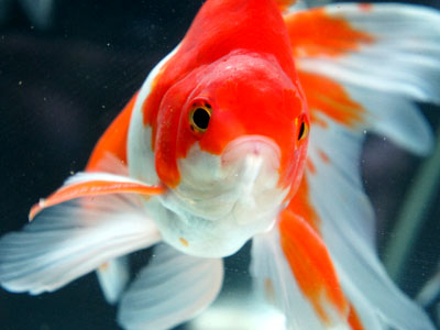 【アクアリウム】アクアリウム・・・金魚の写真を綺麗に撮りたい！！