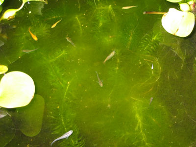 【メダカ】どれだけ水を変えても藻や貝が発生する