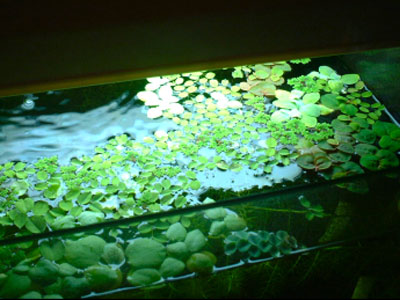 【アクアリウム】浮草が大量に取れた！水上葉として育てられる？