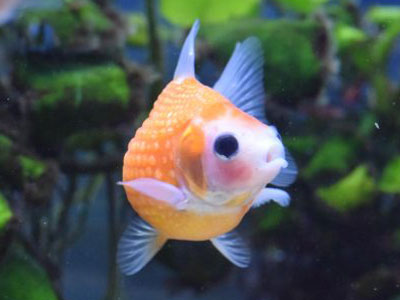 【金魚】普通の金魚ファンなら好きにならない。