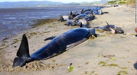 110頭余のクジラが海岸に…ニュージーランド