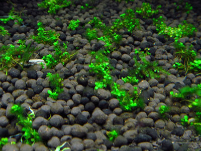 【アクアリウム】アクアリウム・・・「藍藻大繁殖」対処ってどうすればいい！？