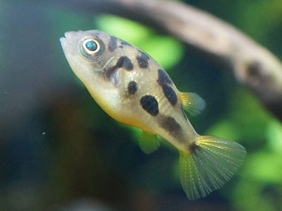 【淡水フグ】淡水フグ・・・アベニーの雄雌判別は細細身で色が白っぽいのが雄？