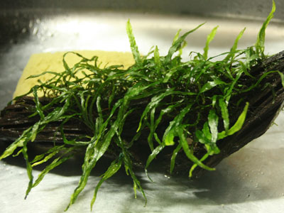 【水草】水草・・・ミクロソリウム！ブツブツ病に感染力ハンパないねｗｗｗ