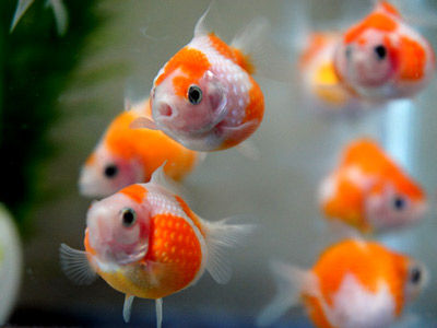 【金魚】金魚・・・ピンポンパールと水草両方を楽しみたいというのは、贅沢ですか？