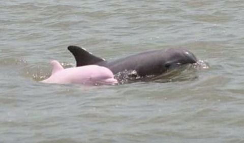 【海豚】かわいいピンク色のイルカ発見される！