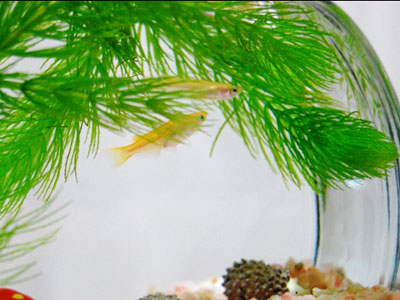 【メダカ】メダカ・・・金魚鉢で飼ってる東天紅がやっと餌付いたｗｗｗ
