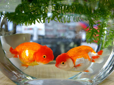 【金魚】金魚・・・そもそも金魚鉢での飼育は難しいｗｗｗ