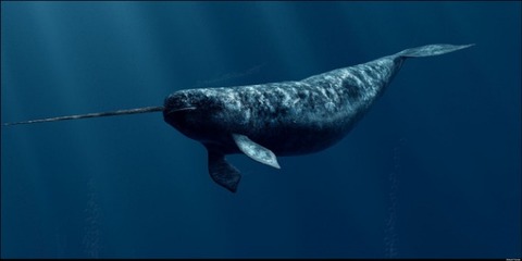 イッカククジラって世界中の水族館にいないんだな…