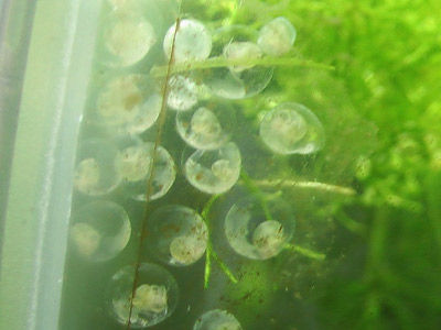 【淡水巻貝】淡水巻貝・・・卵らしきものが水草にいっぱい！全部スネールになるのか？？
